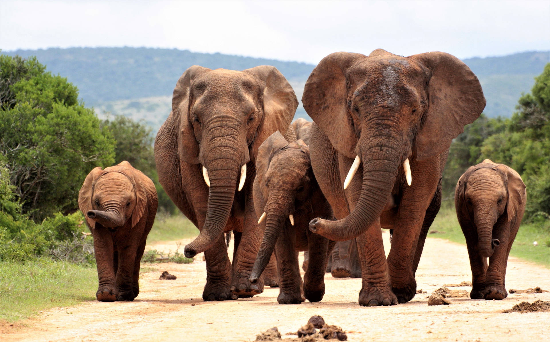 Elephant Herd